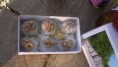 /products/nueces-confitadas-caja-x6/